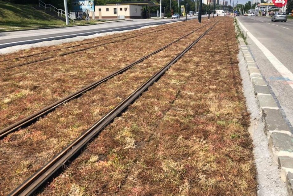 Ilustračný obrázok k článku Krásny žltý rozchodník na trati v Karlovej Vsi je minulosťou. Spamätá sa táto rastlinka?