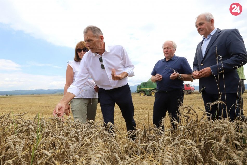 Ilustračný obrázok k článku Daždivé počasie pocítili aj na družstve v Očovej: Ako poznačilo žatvu? FOTO