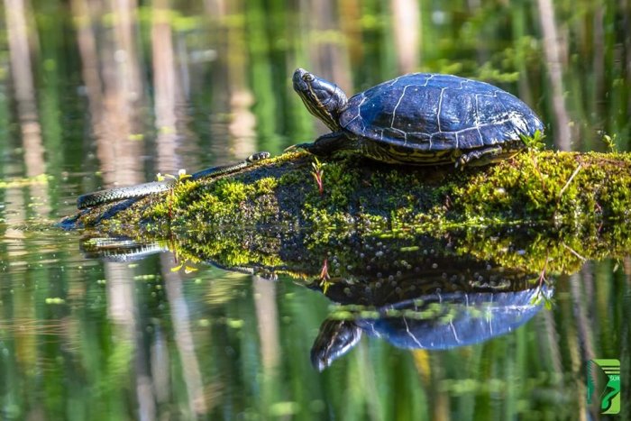 Ilustračný obrázok k článku Nebezpečné korytnačky: Nezodpovední majitelia ich vypustili do našich vôd