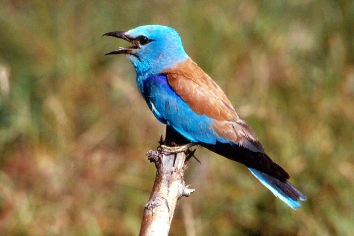 Ilustračný obrázok k článku Skvelé! Takmer vyhynutý vták zahniezdil na Slovensku po desiatich rokoch