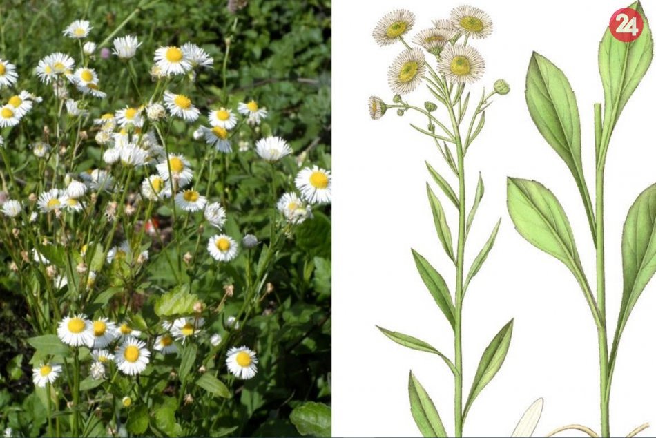 Ilustračný obrázok k článku Neželaný hosť v našej prírode: Výzva pre Považskú a okolie, FOTO