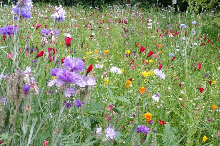 Ilustračný obrázok k článku Mesto revitalizuje parky. Bude to stáť 200-tisíc