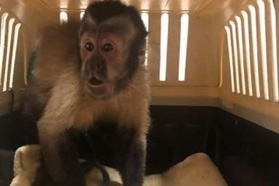 Ilustračný obrázok k článku V Bystrici pátrali po stratenej opičke: Aha, kam sa až zatúlala, FOTO