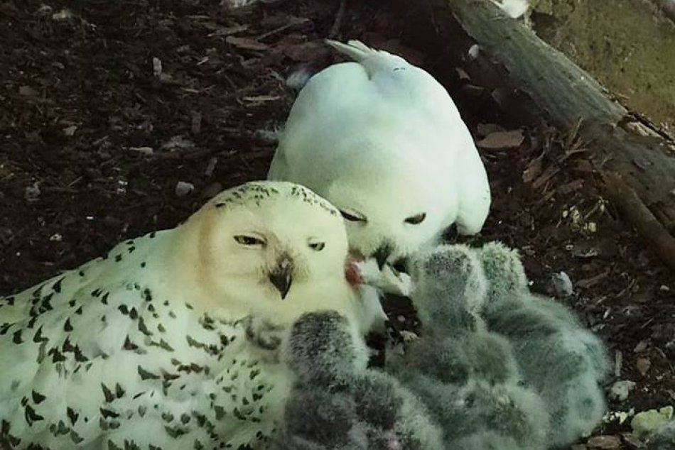 Ilustračný obrázok k článku Harry Potter by sa potešil. V košickej zoo sa vyliahli príbuzné Hedvigy, FOTO