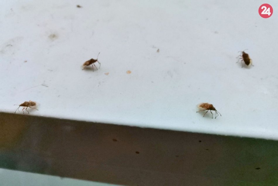 Ilustračný obrázok k článku Zatvorte si okná! Mesto pokračuje v postrekoch proti nepríjemným bzdochám