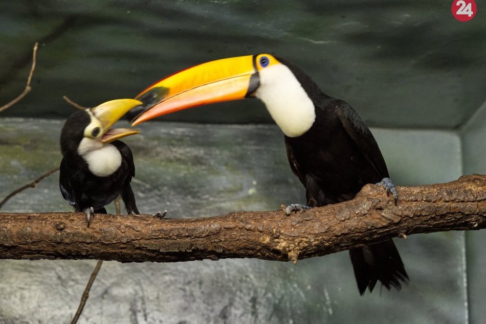 Ilustračný obrázok k článku Júl a august bol v košickej zoo rekordný, najväčšími lákadlami boli tukany a medvieďatá, FOTO