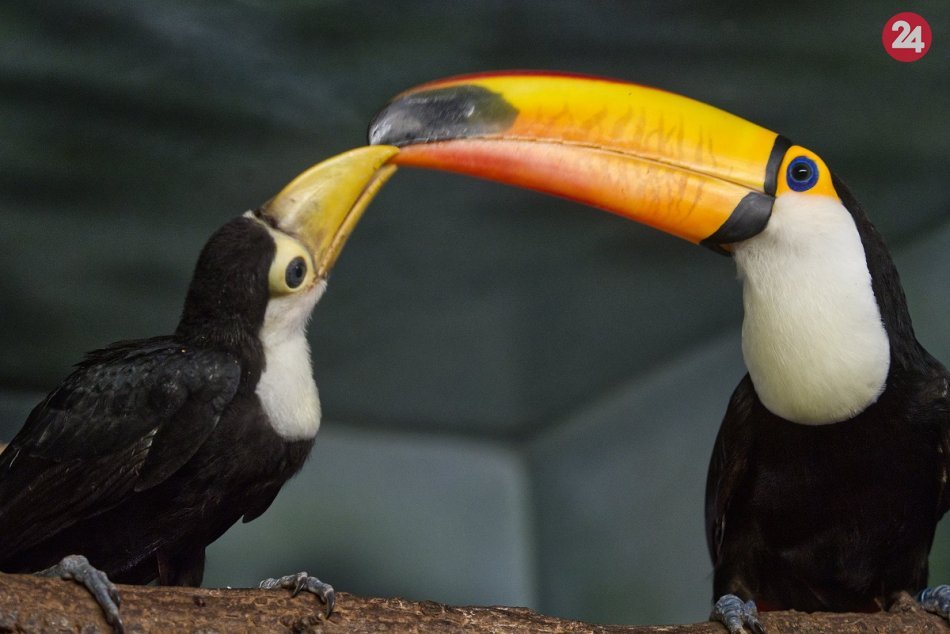 Ilustračný obrázok k článku Jedinečný chovateľský úspech. V košickej zoo sa vyliahli tukany veľkozobé, FOTO