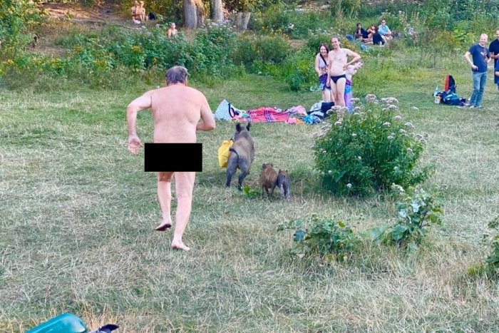 Ilustračný obrázok k článku KURIOZITA DŇA: Nudista naháňal diviaka, ktorý mu vzal tašku s laptopom