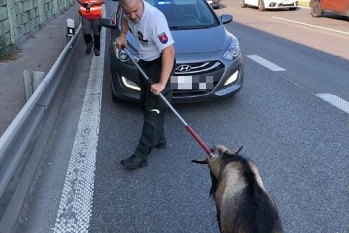 Ilustračný obrázok k článku Tvrdohlavý cap si to namieril z poľa domov rovno po diaľnici