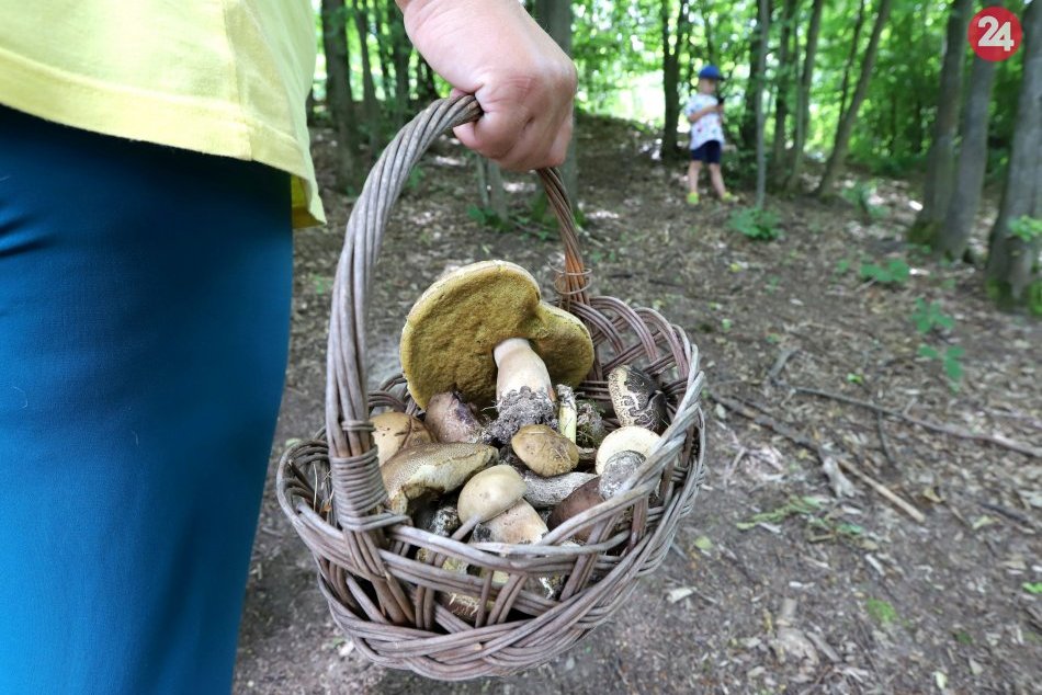 Ilustračný obrázok k článku Hubári sa tešia z pekných úlovkov: Ako je na tom okolie Nitry?