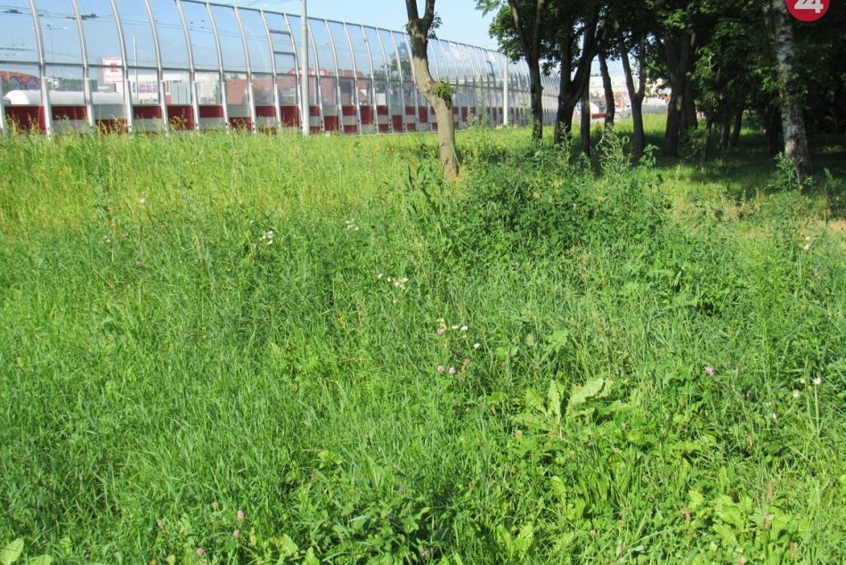 Ilustračný obrázok k článku V Prešove sa už začalo kosiť, termíny sa môžu meniť: Schválili tiež harmonogram