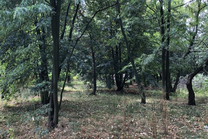 Ilustračný obrázok k článku Developeri si brúsia zuby na ďalšiu lokalitu v Novom Meste. Chcú vyrúbať desiatky stromov