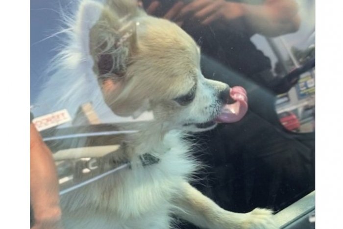 Ilustračný obrázok k článku Taká nezodpovednosť! Majiteľ nechal v rozpálenom aute svojho psíka