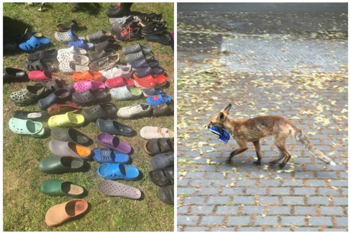 Ilustračný obrázok k článku Ukradli vám spred dverí topánky? Možno to bola líška. To nie je VTIP!