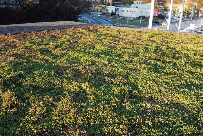 Ilustračný obrázok k článku Chcete zelenú strechu, čo sa rýchlo zazelená? Skúste substrát z minerálnych vlákien