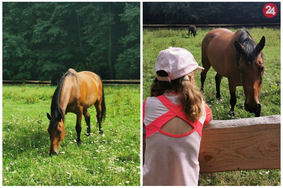 Ilustračný obrázok k článku Na Železnej studienke sa pasú koníky. Pribudne tam minizoo?