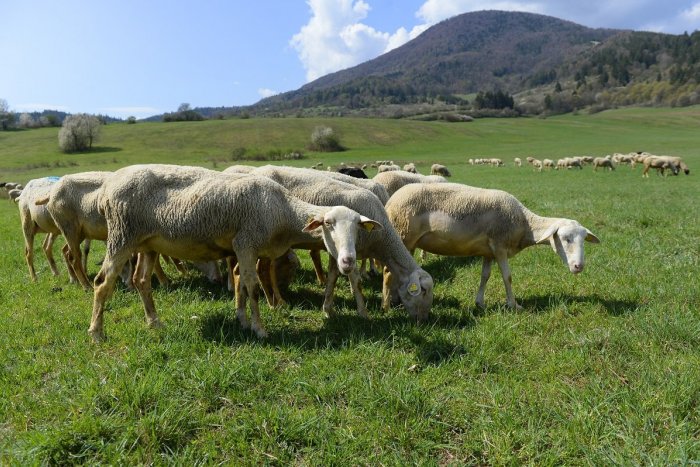 Ilustračný obrázok k článku Náš okres patrí medzi lídrov: Koľko sa tu chová oviec?