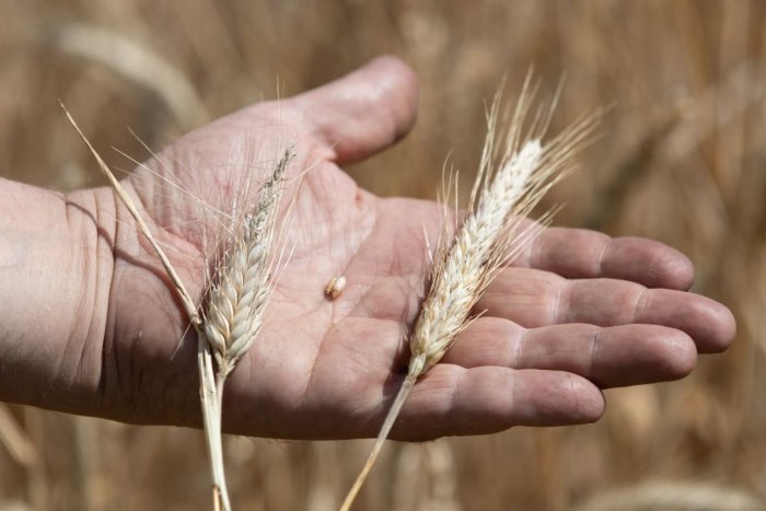 Ilustračný obrázok k článku Na Gemeri začali so žatvou jačmeňa: Zazneli nepríjemné slová o tohtoročnej úrode