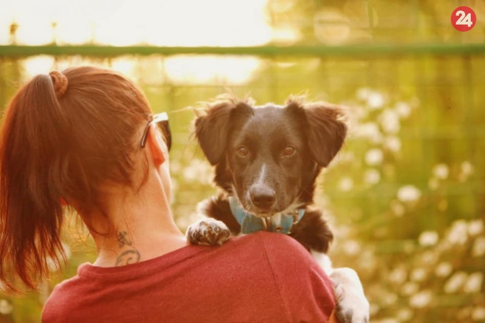 Ilustračný obrázok k článku Rozkošné šteniatko so skvelou povahou: Ako to, že Mateo skončil v útulku? FOTO