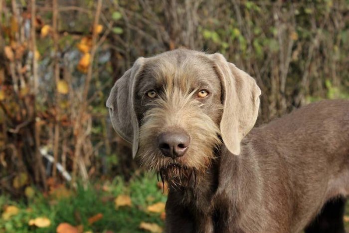 Ilustračný obrázok k článku SVET O SLOVENSKU: Pre lásku k vzácnemu psiemu plemenu prešiel tisícky kilometrov