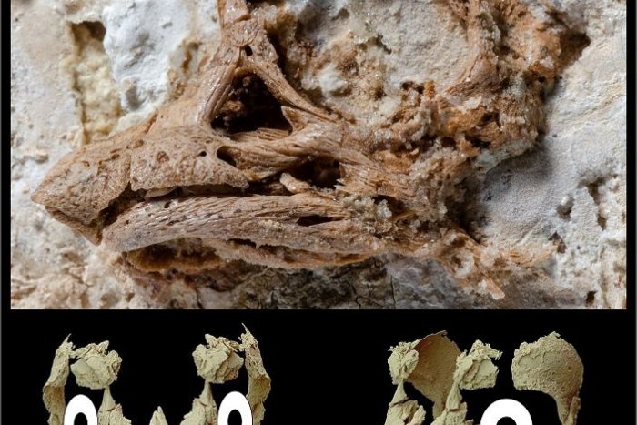 Ilustračný obrázok k článku Ako v Jurskom parku. Košickí vedci vymodelovali z dinosaurieho embrya jeho podobu, FOTO