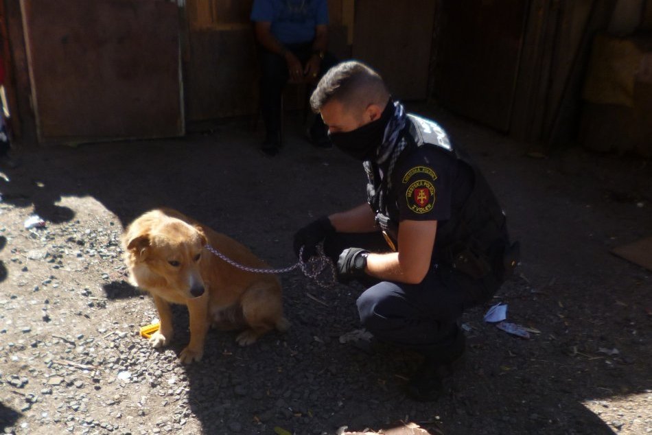 Ilustračný obrázok k článku Veľký odchyt psov pod Pustým hradom: Pomáhali mestskáči aj občianska hliadka, FOTO