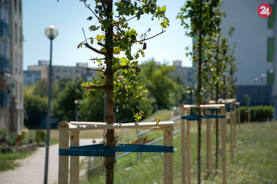 Ilustračný obrázok k článku Na Dieloch vysadili takmer 100 stromov: Pri kopaní narazili na stavebný odpad