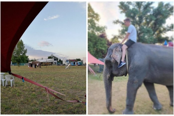 Ilustračný obrázok k článku Aj vy ste sa odfotili so slonom? Atrakcia v Dunajskej Lužnej rozhodne nie je v poriadku!