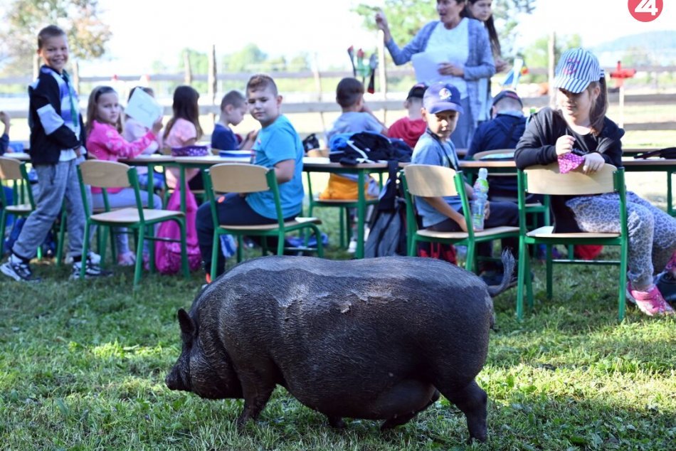 Ilustračný obrázok k článku Žiaci michalovskej školy sa učia na ranči. Čo im nová výuka prinesie? FOTO