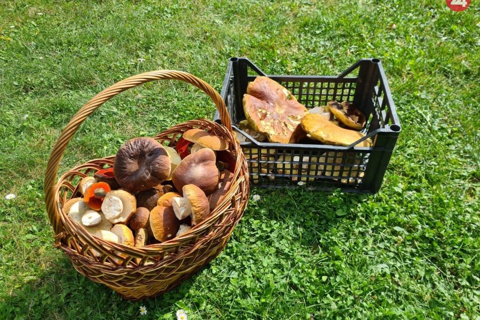 Ilustračný obrázok k článku Hubárska sezóna je v plnom prúde, z lesov nosíme plné koše, FOTO