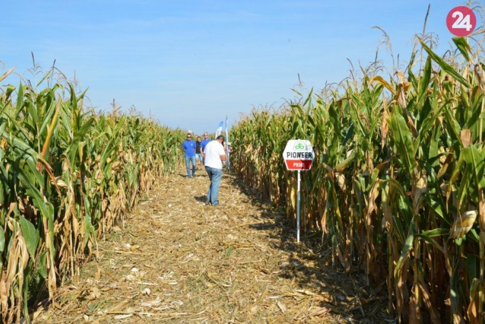 Ilustračný obrázok k článku V Šali sa konal Deň poľa: Tento rok bol jedným z najúrodnejších, FOTO