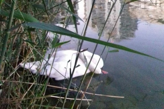 Ilustračný obrázok k článku Ďalšia labuť zo Štrkovca uhynula. Nepomohli ani špeciálne opatrenia
