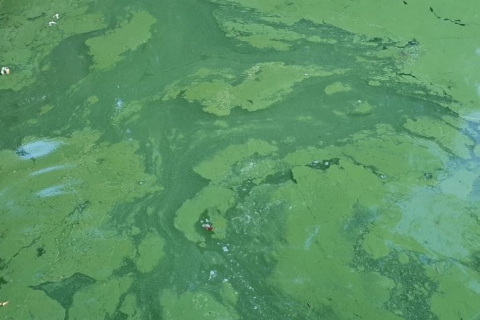 Ilustračný obrázok k článku KURIOZITA DŇA: Na východe Slovenska máme 12-kilometrové "zelené more", FOTO