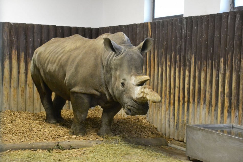 Ilustračný obrázok k článku Nemáte ešte vymyslené VALENTÍNSKE prekvapenie? Darujte RANDE s ťavou či nosorožcom