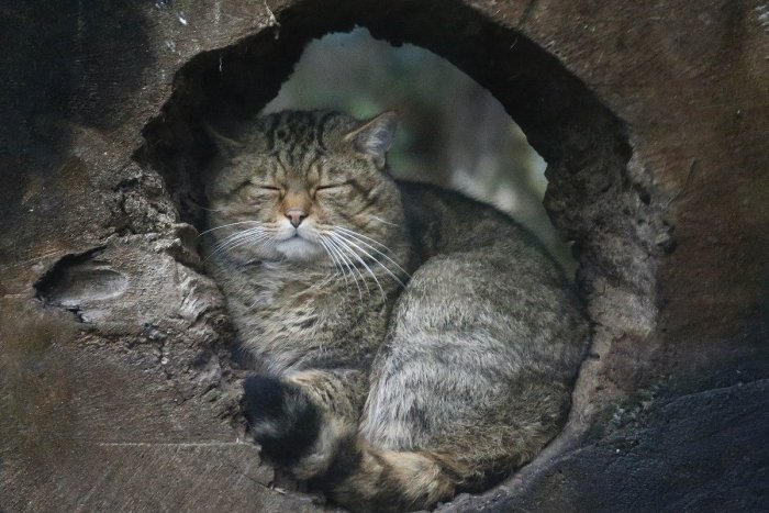 Ilustračný obrázok k článku Najväčšia stanica v strednej Európe: ZOO Bojnice pomôže ohrozenému druhu