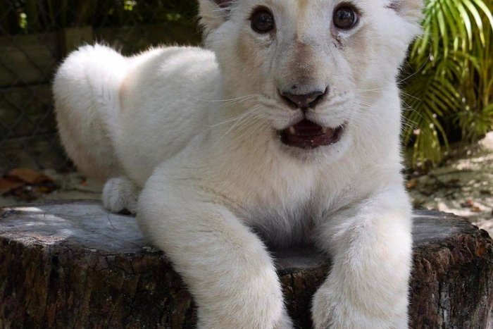 Ilustračný obrázok k článku SVET O SLOVENSKU: Policajti v šoku - po autonehode na nich vyskočil lev!