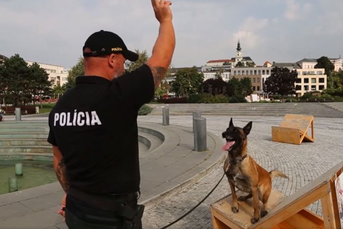 Ilustračný obrázok k článku Má oči len pre svojho psovoda: Angela predviedla triky priamo na námestí, VIDEO