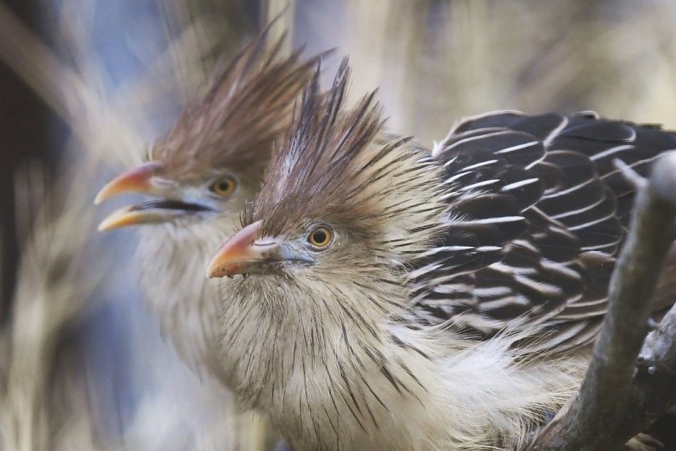 Ilustračný obrázok k článku Návštevníci zoo môžu obdivovať unikátnu juhoamerickú kukučku - gvíru podivnú, FOTO