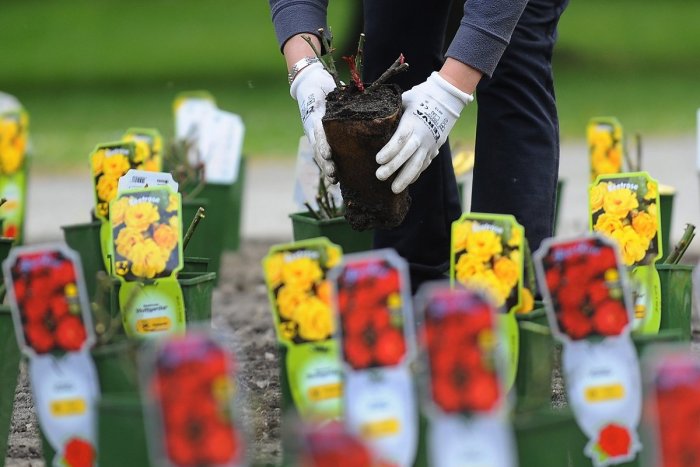 Ilustračný obrázok k článku Nová výsadba aj lavičky: Botanická záhrada sa rozrastá aj počas pandémie