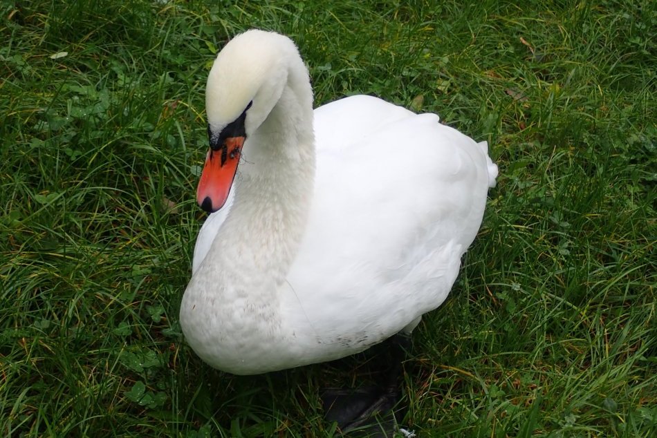 Ilustračný obrázok k článku Zásah v hodine dvanástej: Bez pomoci by labuť uhynula strašnou smrťou