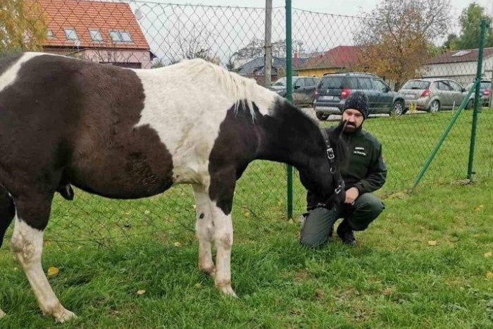 Ilustračný obrázok k článku Policajti ukazujú počas testovania veľké srdcia: Postrážiť KOŇA? Žiadny problém! FOTO