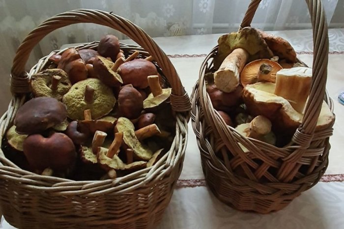 Ilustračný obrázok k článku Chystáte sa na huby? Držte sa TÝCHTO rád, ochránia vás pred OTRAVOU!