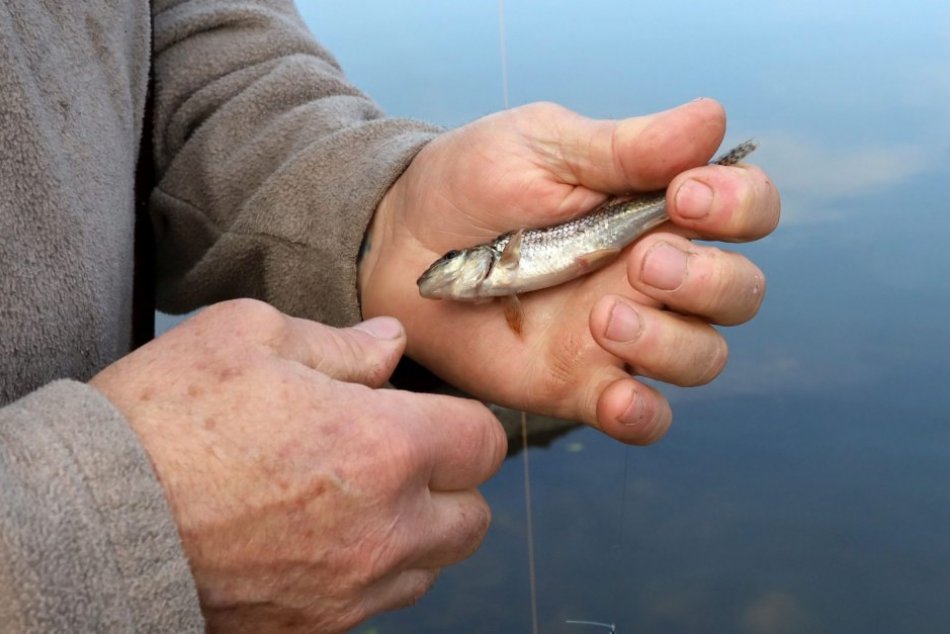 Ilustračný obrázok k článku Veľký zvrat v kauze predaja rybníkov v Považskej: Nariadili obnoviť vyšetrovanie
