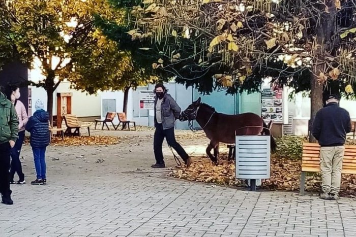 Ilustračný obrázok k článku KURIOZITA DŇA: Na testovanie prišiel muž s OSLÍKOM s ozaj nevšednou požiadavkou