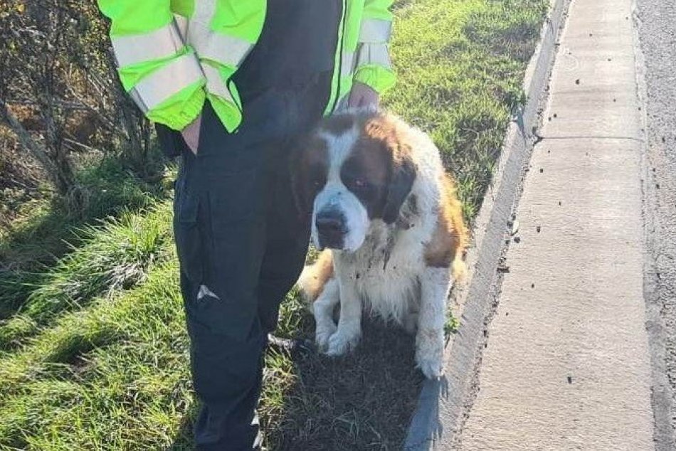 Ilustračný obrázok k článku Rozkošného nezbedníka chytala na diaľnici polícia: Malo to šťastný koniec, FOTO