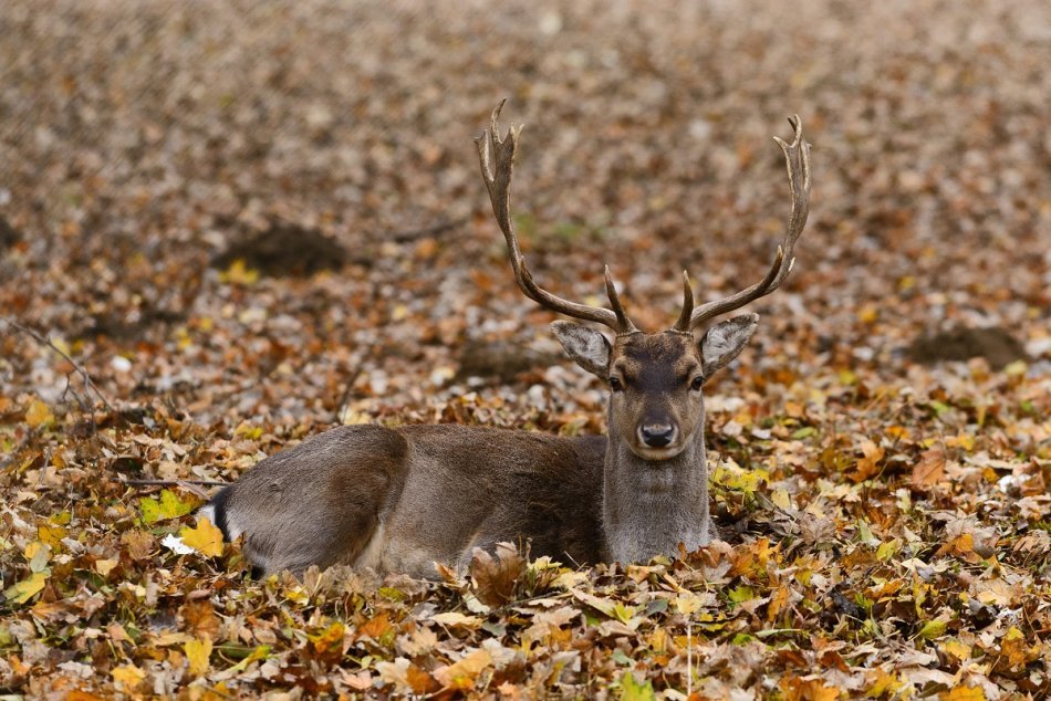 Ilustračný obrázok k článku Zvierací obyvatelia nitriasnkeho parku: Obdivujeme ich už vyše 20 rokov, FOTO