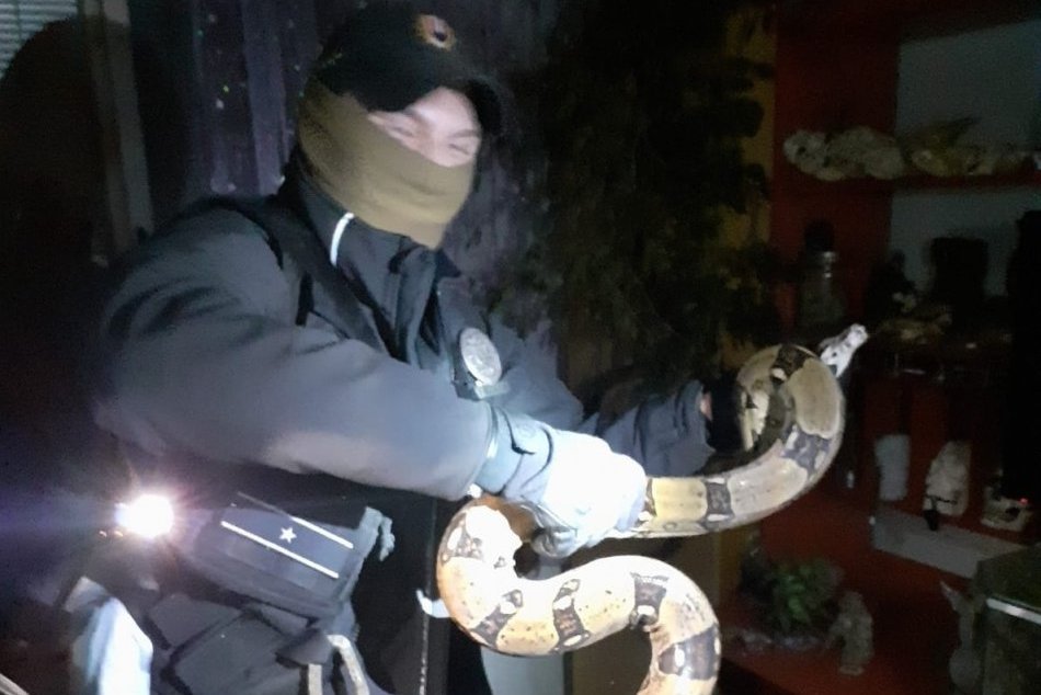Ilustračný obrázok k článku Šok v Prievidzi: Z terária ušiel VEĽHAD kráľovský, chytali ho policajti, FOTO