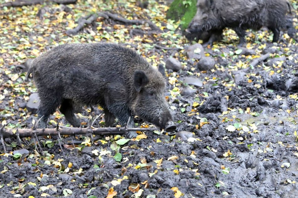 Ilustračný obrázok k článku Africký mor ošípaných sa rozširuje: Potvrdili ho aj v košických lesoch