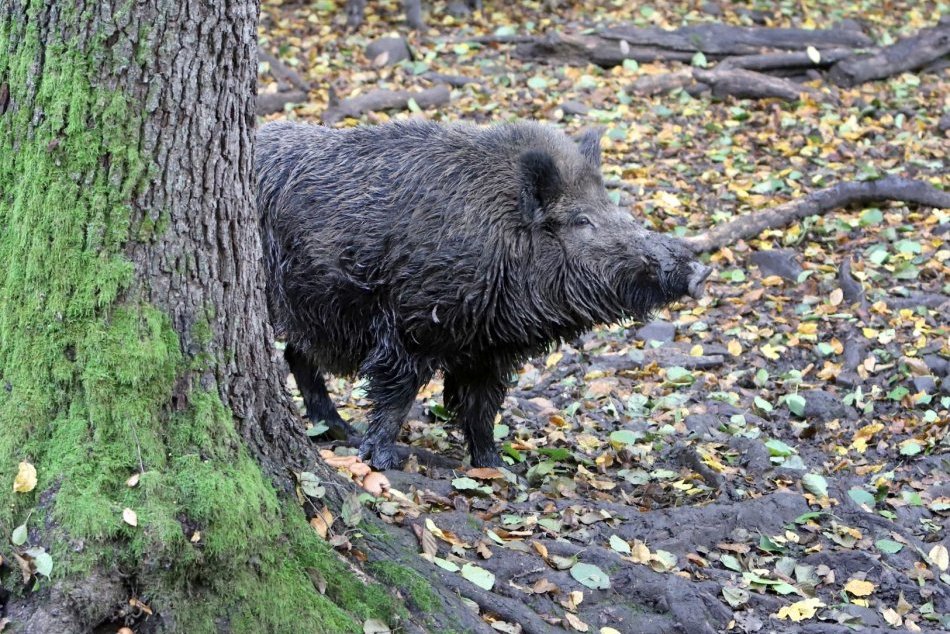 Ilustračný obrázok k článku BIZARNÁ chvíľa v lese: Turistu vyhnal DIVIAK až na strom, mladík zavolal na pomoc políciu!