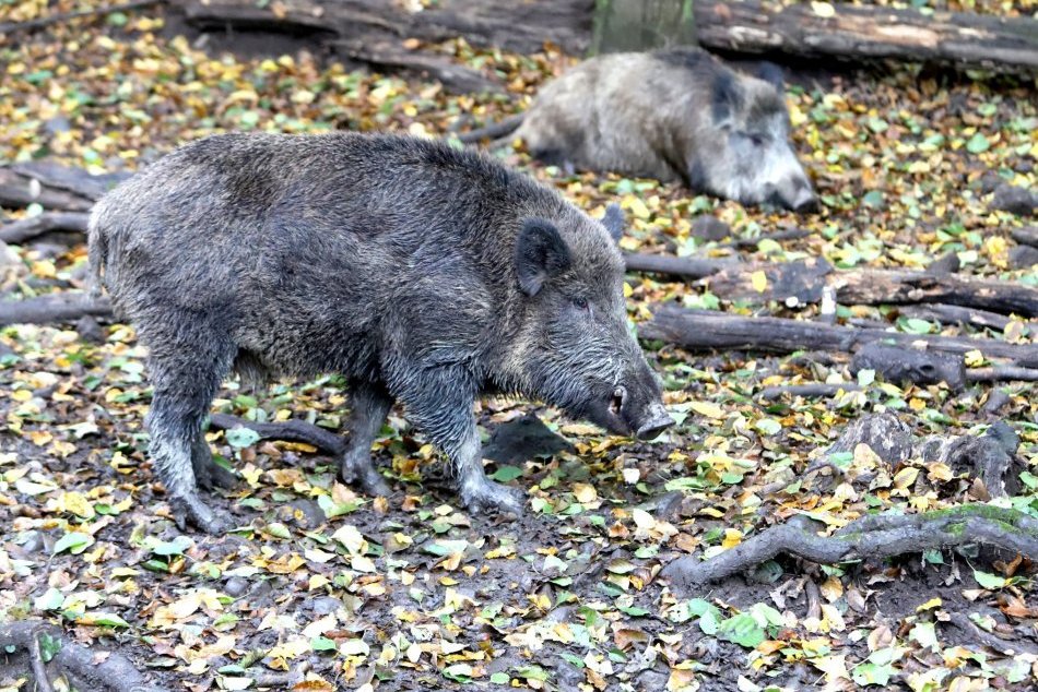 Ilustračný obrázok k článku Lov na diviaky v Považskej pokračuje: TERMÍN, kedy uzavrú obchvat na Rozkvet